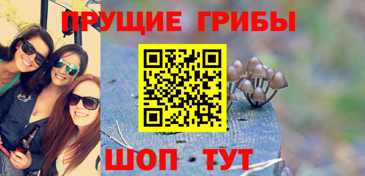 Псилоцибиновые грибы Psilocybe Каменск-Уральский