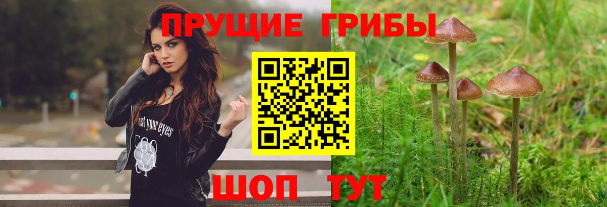 Галлюциногенные грибы Psilocybe  Вход с VPN  Каменск-Уральский  Галлюциногенные грибы GOLDEN TEACHER 